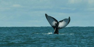 Climat : les baleines, plus efficaces que les arbres