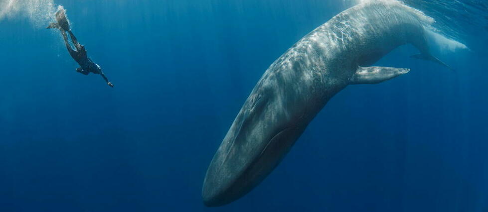 Microplastiques : la quantité impressionnante absorbée par les baleines bleues