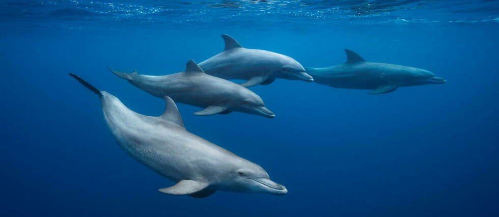 Pollution sonore : une étude sur les dauphins inquiète les scientifiques