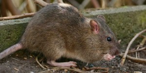 Bordeaux : pourquoi les rats prolifèrent dans la ville