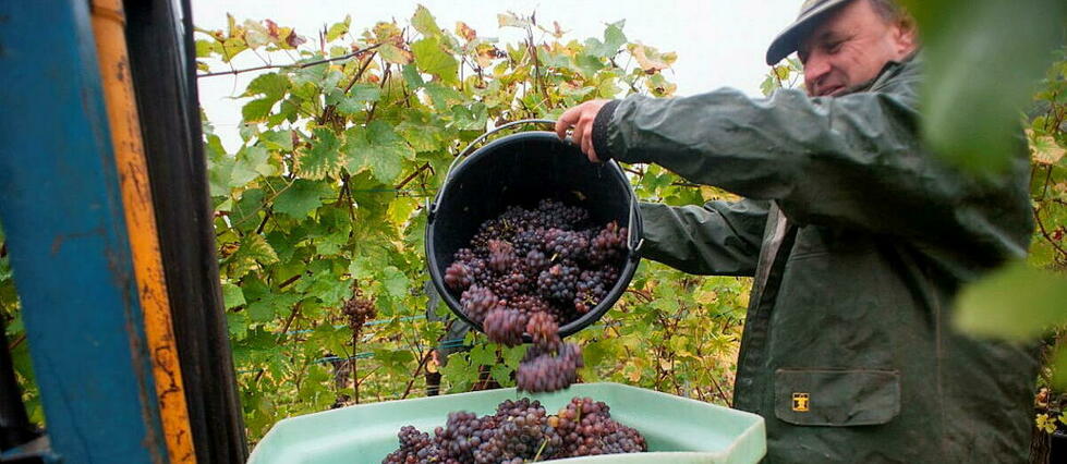 Nos ancêtres ont domestiqué la vigne il y a… onze mille ans !