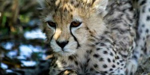 L’Iran pleure la disparition de l’un des derniers guépards d’Asie