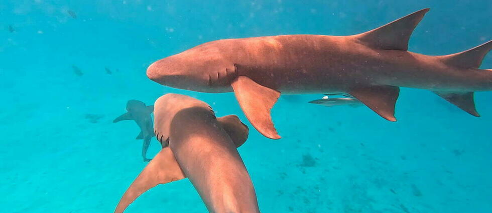 Aux Maldives, les requins mis au défi de s’adapter pour survivre