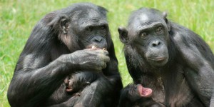 Violences sexuelles : qu’en est-il de nos cousins les primates ?