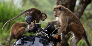 Pourquoi le Sri Lanka serait tenté d’envoyer 100 000 macaques en Chine