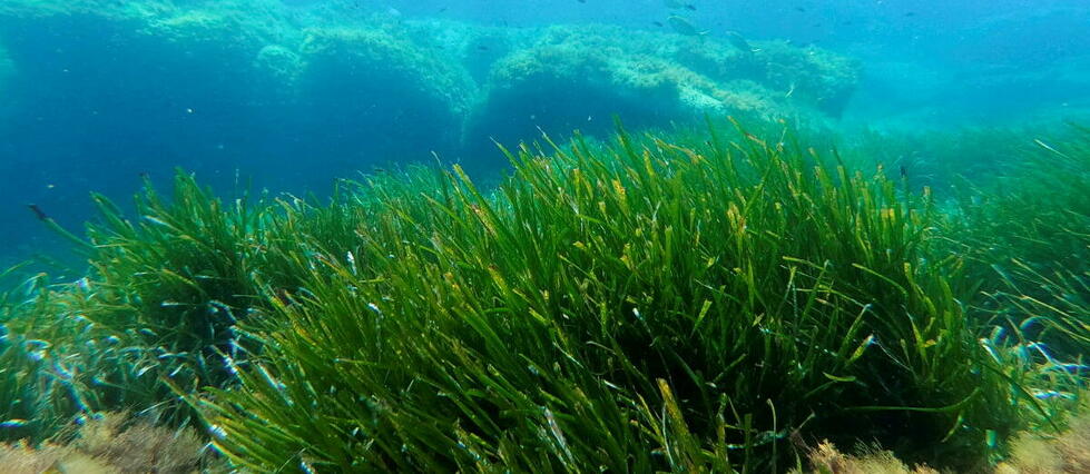 Environnement : mieux protéger les posidonies, « forêts bleues » de la Méditerranée