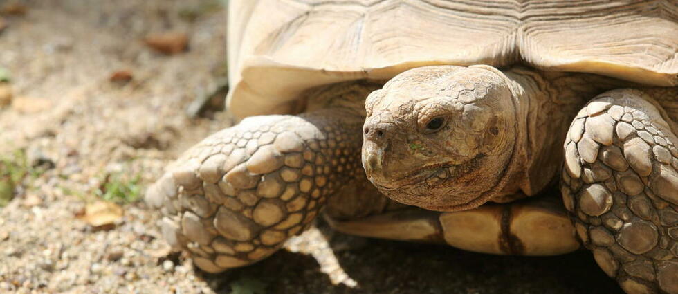 Une espèce de tortue proche de l’extinction après la mort de sa dernière femelle