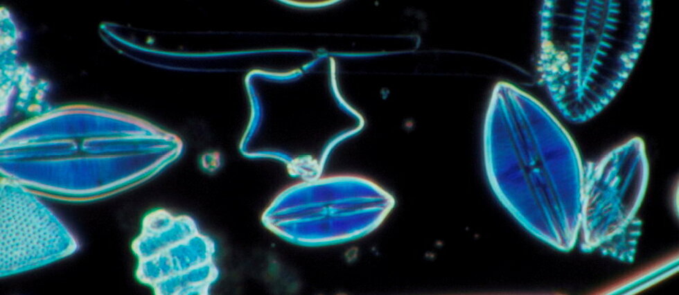 Océans : les diatomées révèlent un secret qui pourrait sauver la planète