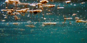 Ostreopsis : ce qu’il faut savoir sur cette algue qui prolifère sur la côte basque