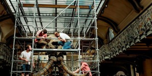 Le squelette du mammouth de Durfort est de retour au Muséum
