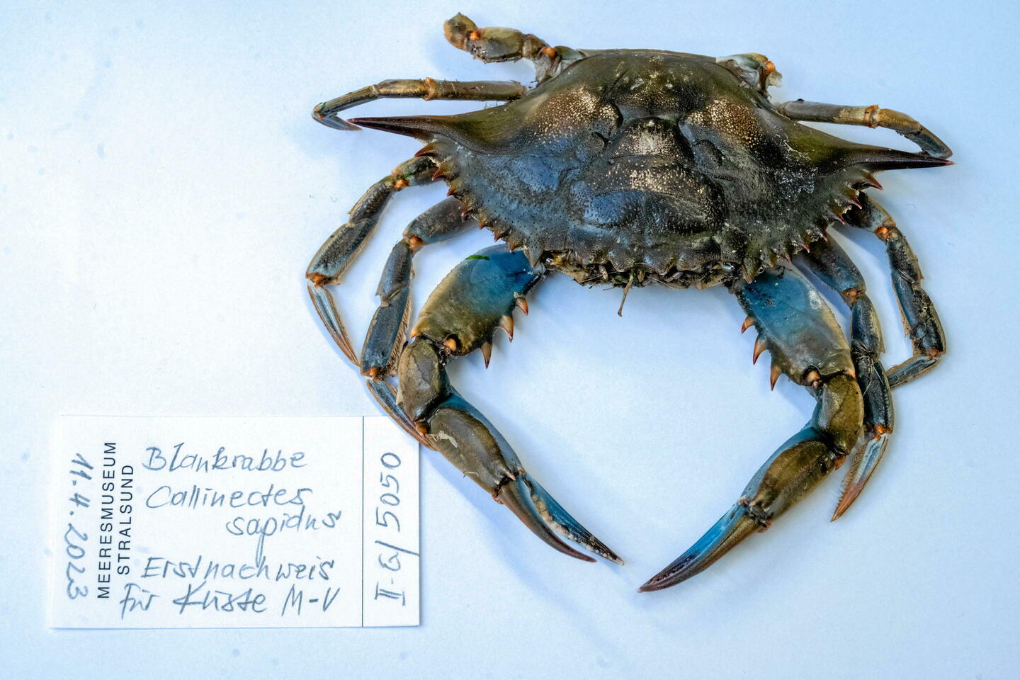 Après l’Occitanie, le crabe bleu envahit la Corse