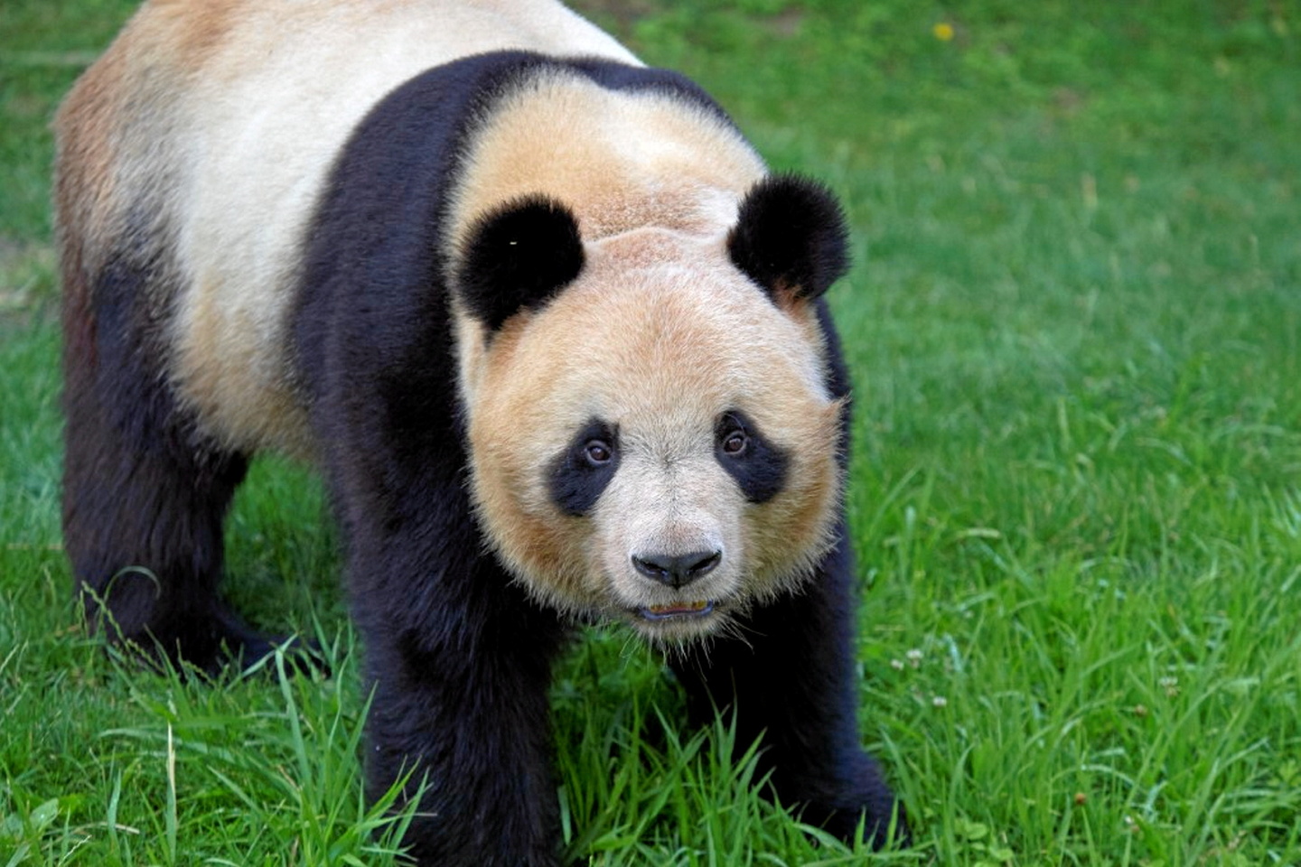 Beauval : le panda Yuan Meng part en Chine pour la survie de l’espèce