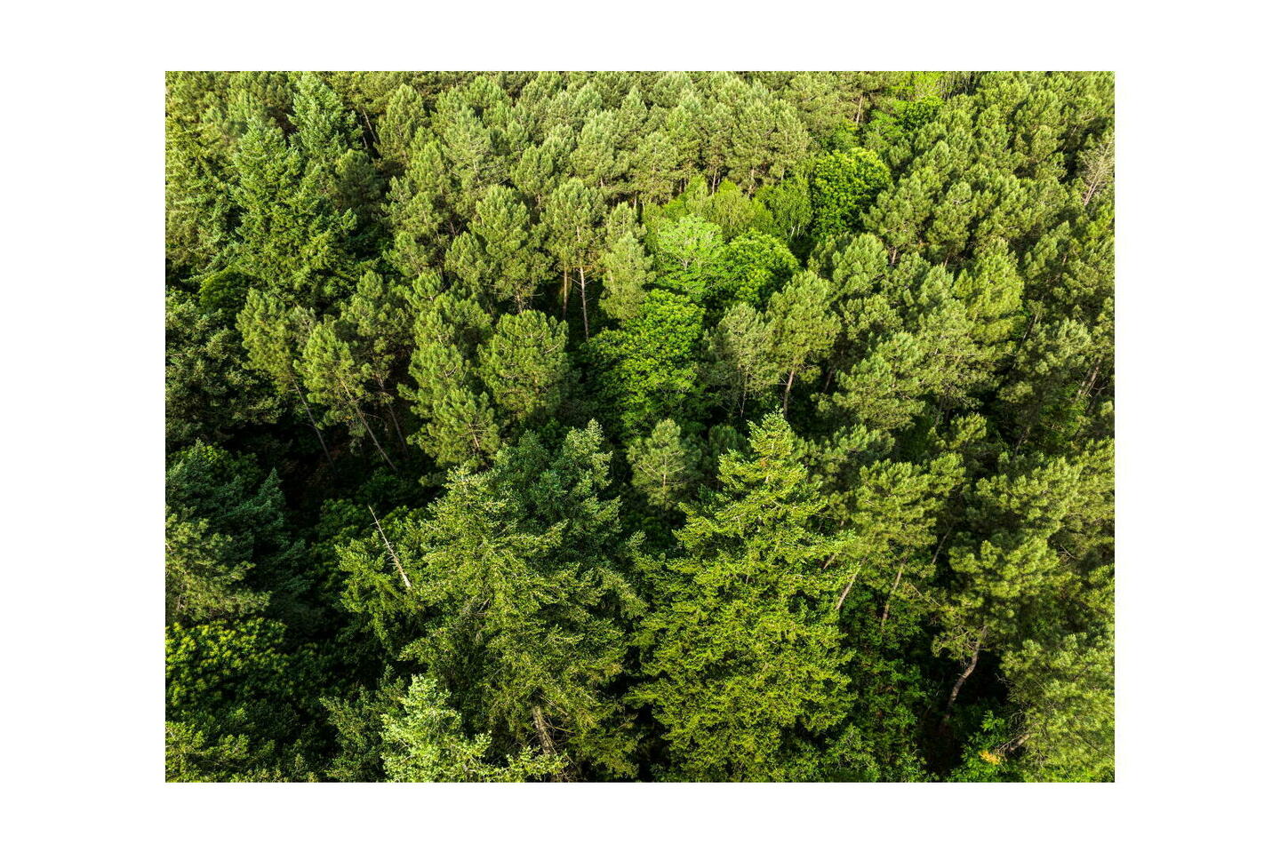 Réchauffement climatique : « Nos forêts ont besoin d’être gérées et entretenues »