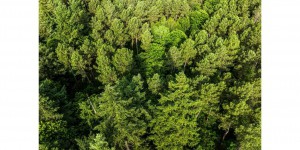 Réchauffement climatique : « Nos forêts ont besoin d’être gérées et entretenues »