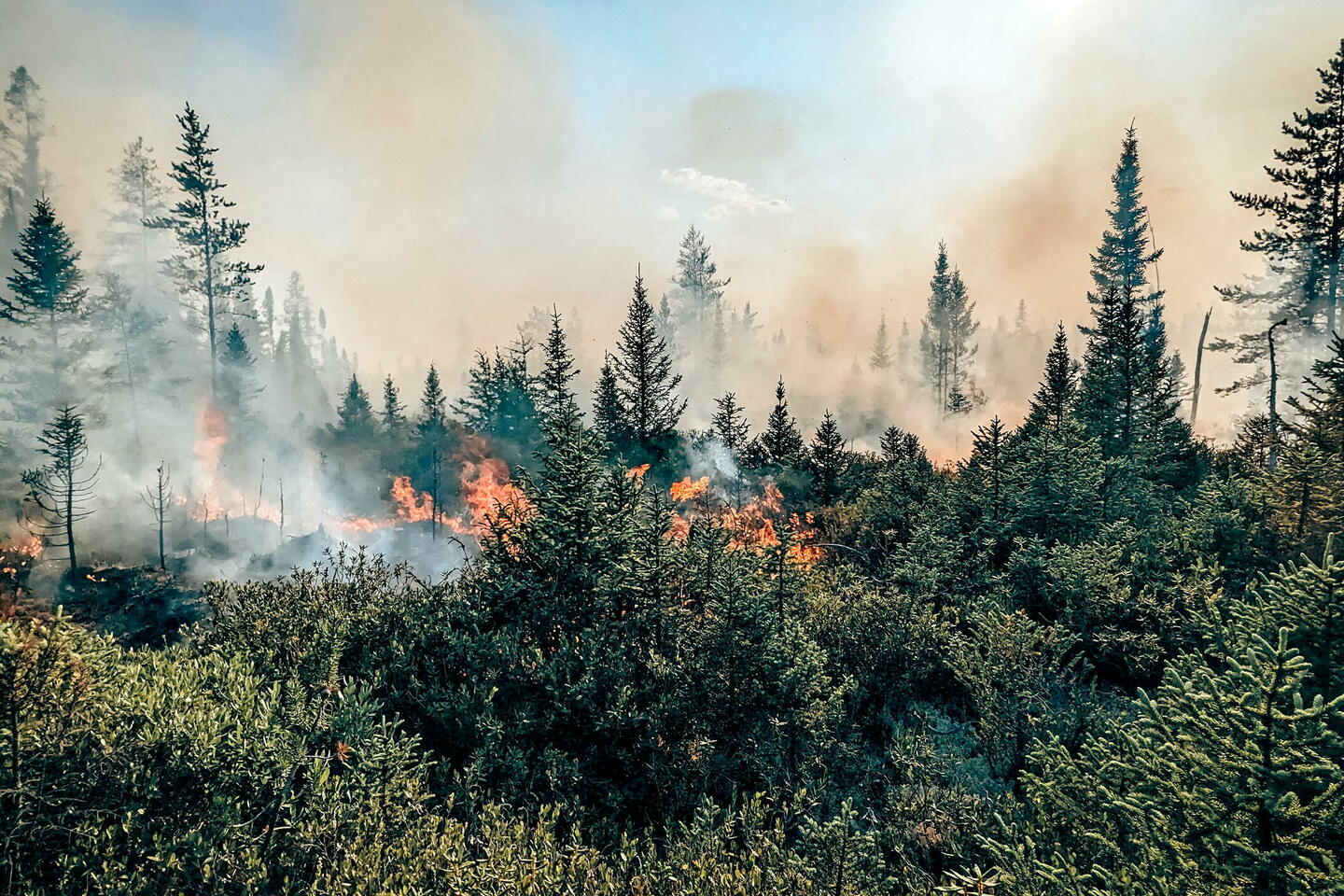 Canada : les feux de forêt engendrent un record d’émissions de carbone