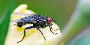Espagne : des morsures de mouches noires inquiètent les autorités sanitaires