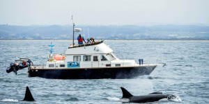 Orques : faut-il craindre les attaques des cétacés contre les bateaux ?