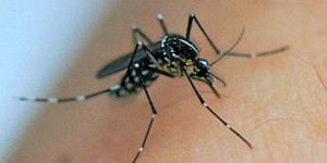 Paludisme : une bactérie contenue dans l’intestin des moustiques suscite l’espoir