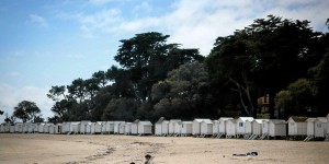 Plusieurs plages de Vendée fermées à cause d’une invasion de fourmis volantes