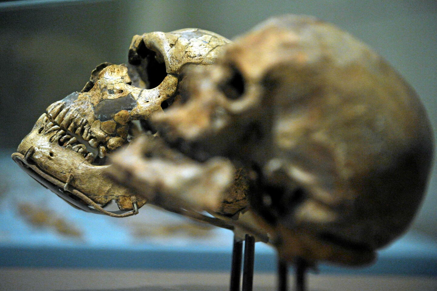 Il y a 900 000 ans, 98,7 % des ancêtres de l’homme auraient disparu