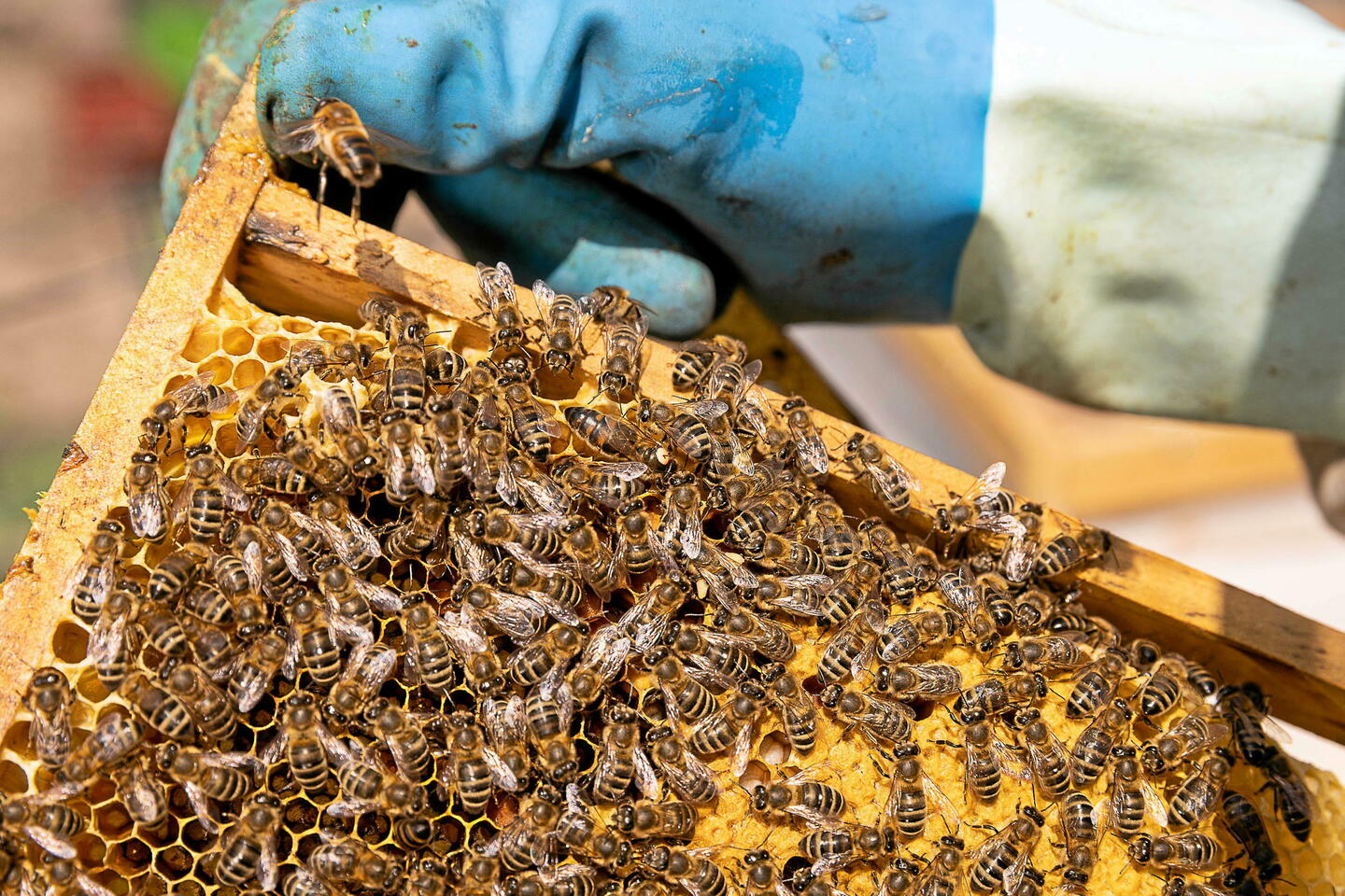 De quoi les abeilles meurent-elles vraiment ?
