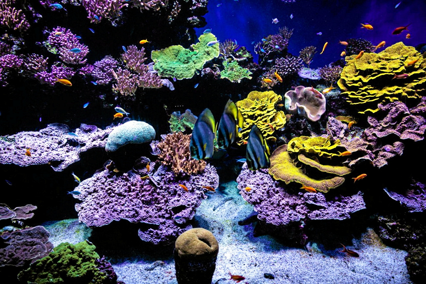 Une étude révèle la mise en danger des coraux par certains composés chimiques