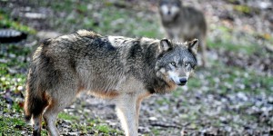 France : le nombre de loups en nette augmentation