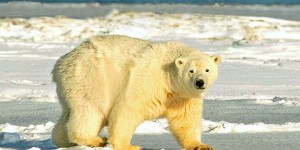 Grippe aviaire : un ours polaire meurt pour la première fois