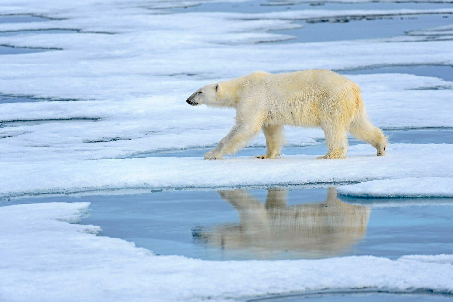« Le gros problème de l’ours polaire, c’est la période de présence de la banquise »