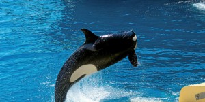 « 10 millions de dollars pour une seule orque » : les dessous de l’affaire du Marineland d’Antibes