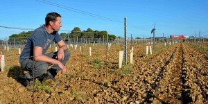 Dans les Pyrénées-Orientales à sec, le blues des vignerons