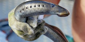 En manque de poissons, la Fête de la lamproie annulée en Gironde