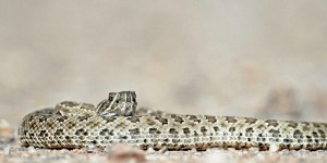Dérèglement climatique : vers une migration en masse des serpents venimeux