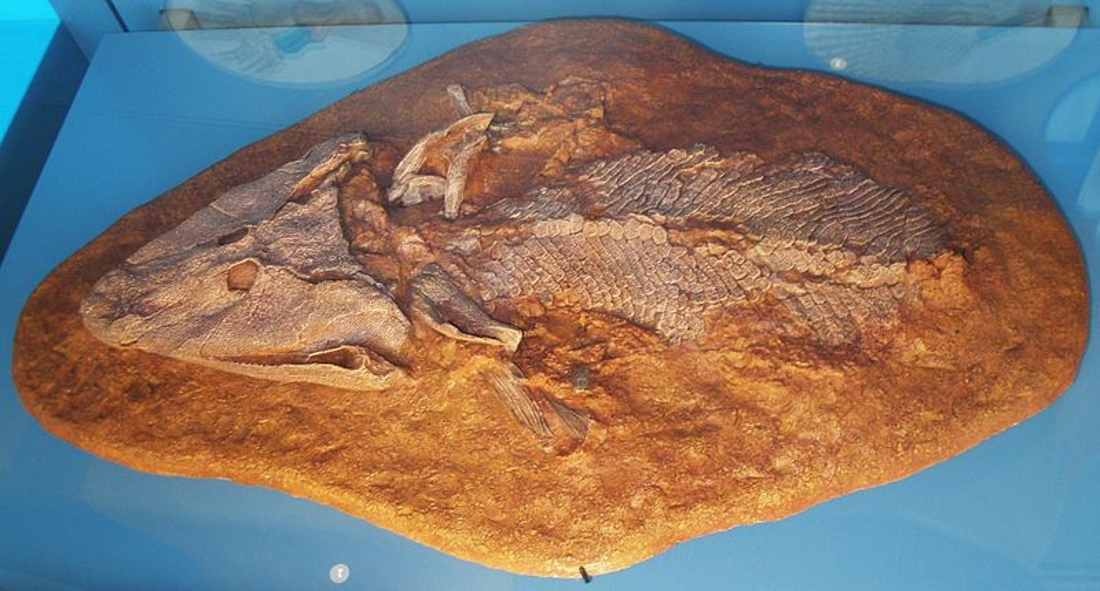 Découverte du fossile d’un ancêtre commun entre poissons et animaux terrestres