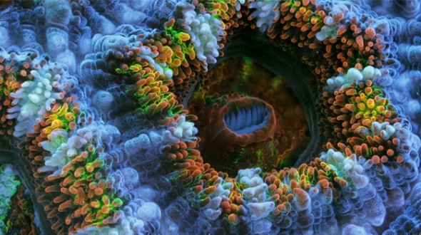 Cette vidéo exceptionnelle dévoile le quotidien coloré du corail
