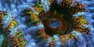 Cette vidéo exceptionnelle dévoile le quotidien coloré du corail