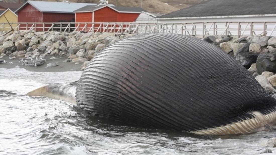 Canada : les carcasses de baleines à Terre-Neuve seront récupérées