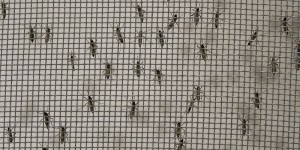 Japon : trois cas autochtones de dengue confirmés, pour la première fois en 70 ans