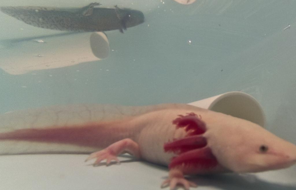 L’axolotl en danger d’extinction