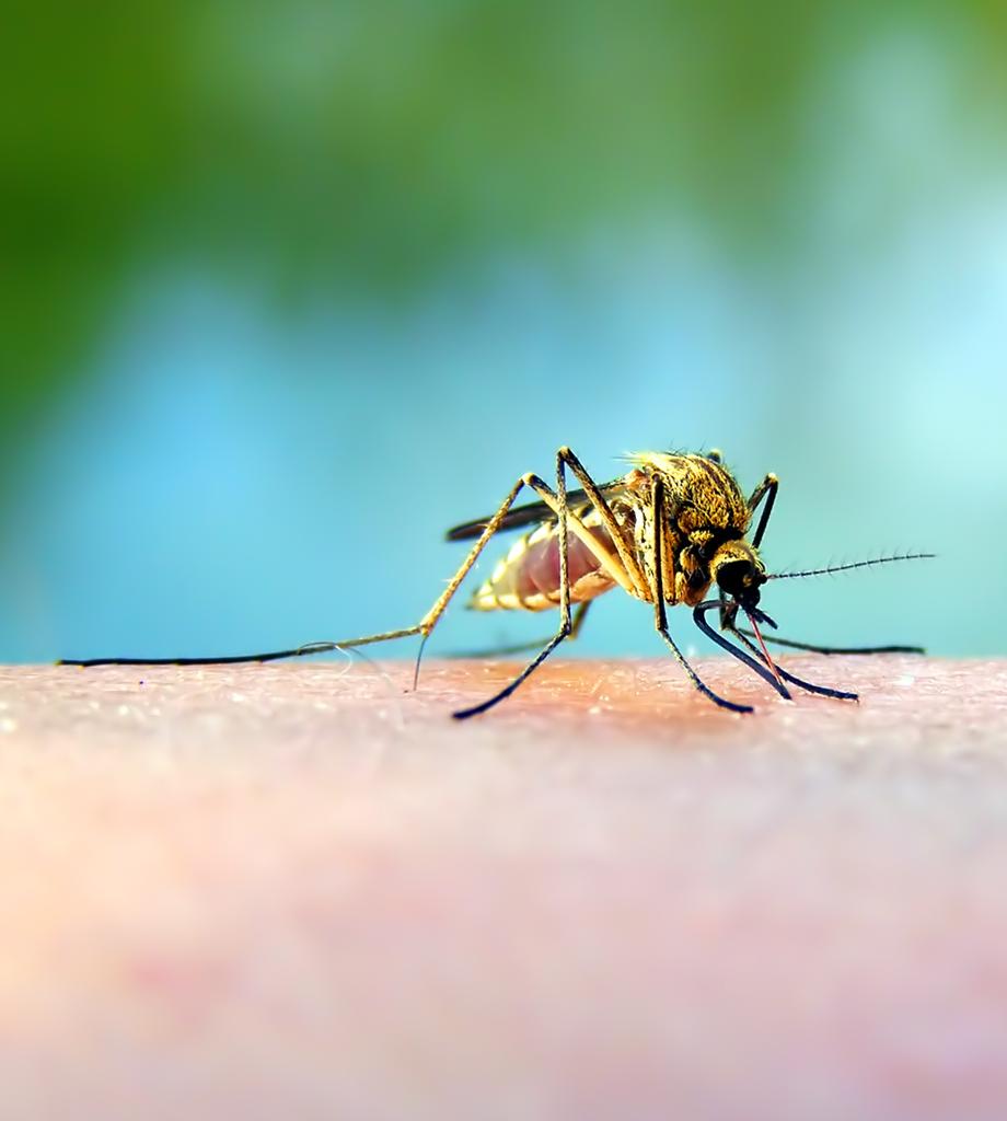 Vos dernières piqûres de moustiques de l’année