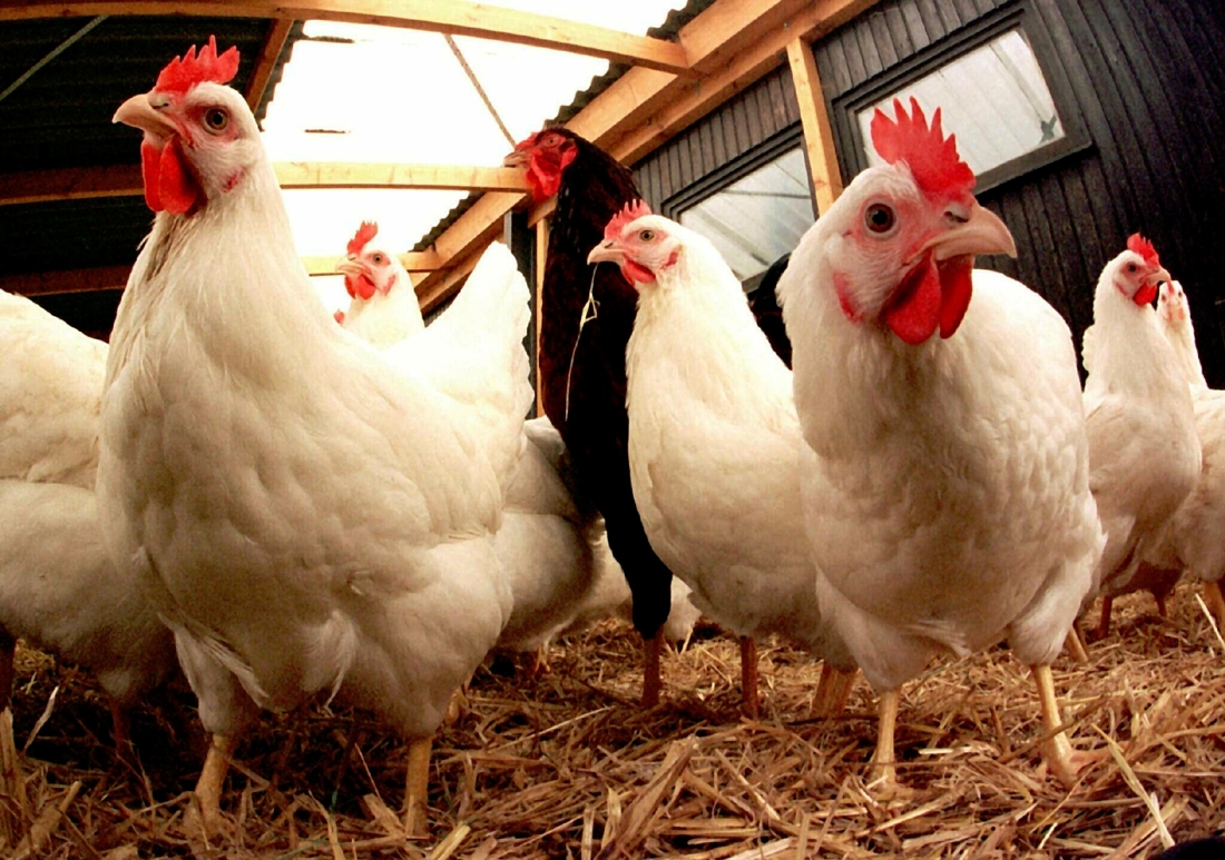 Grippe aviaire aux Pays-Bas: l’Afsca informée