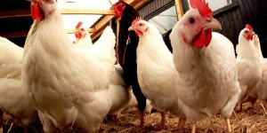 Grippe aviaire aux Pays-Bas: l’Afsca informée