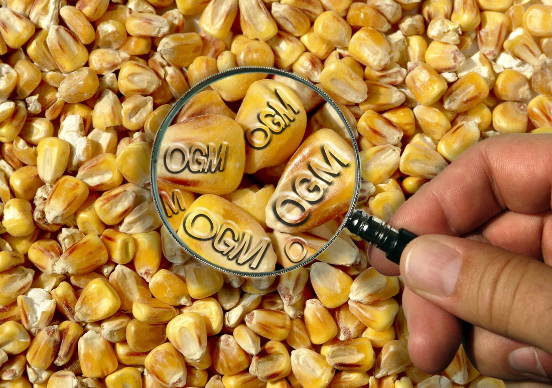 L’Europe se débarrasse de la question des OGM en la refilant aux états