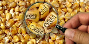 L’Europe se débarrasse de la question des OGM en la refilant aux états