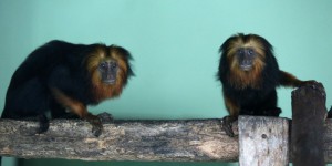 Vols de 17 singes dans un zoo : une opération « planifiée » 