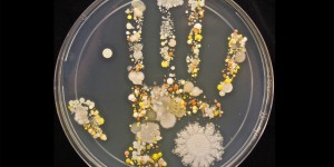 Voici les bactéries présentes sur la main d’un garçon ayant joué dehors 