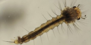 Du basilic pour extraire une larve de l’œil d’un Péruvien 