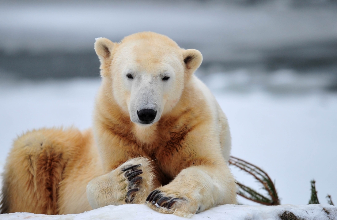 Le mystère entourant la maladie de l’ours polaire Knut enfin résolu 