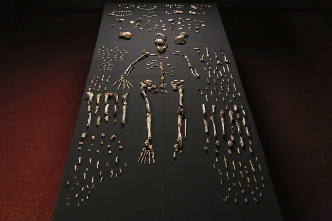 L’Homo naledi, un nouveau cousin lointain de l’homme découvert 