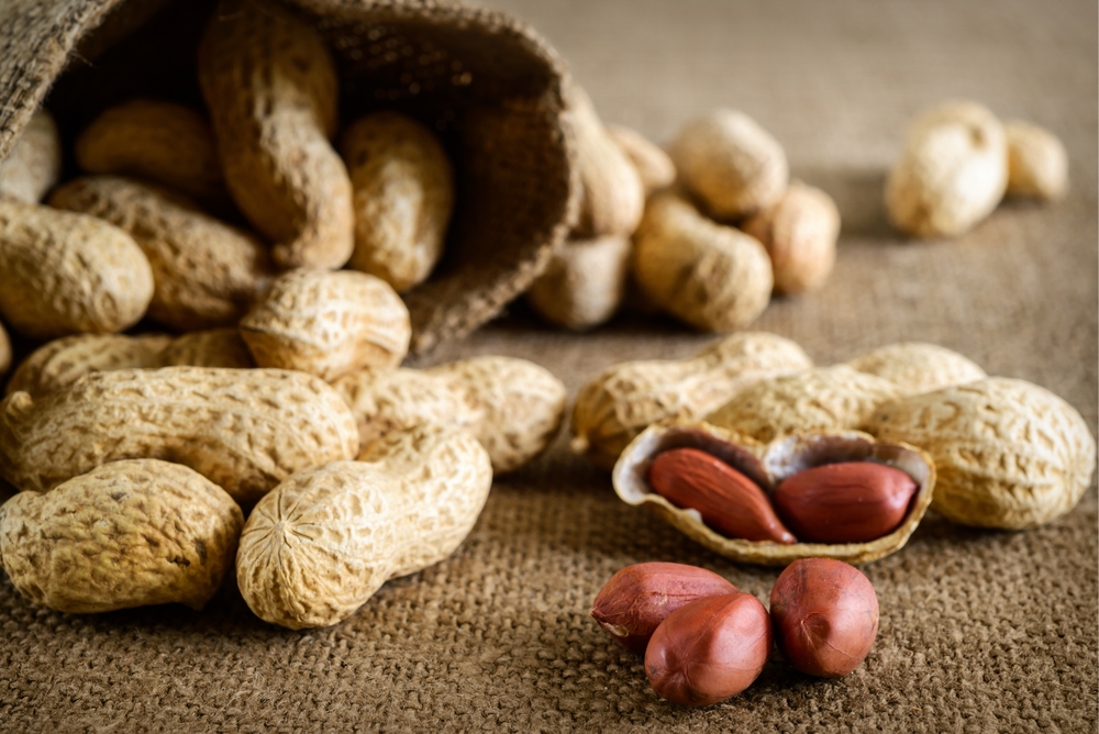 Allergie à l’arachide : nouveaux résultats positifs 